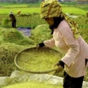Mentan Fokus Benahi Bibit & Pasar Untuk Capai Swasembada Pangan
