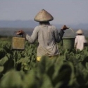 Petani Tanaman Pangan Tetap Tak Sejahtera Meski Nilai Tukar Naik