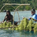 Pemkab Banyuwangi Dorong Nelayan Budidaya Rumput Laut