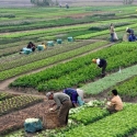 Almisbat Usul Tiga Hal Dilakukan Jokowi sebagai Bukti Keberpihakan pada Petani