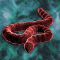Sumber Virus Ebola Sudah Ditemukan