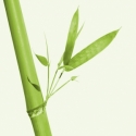 Di Banten, Bambu Dikembangkan untuk Kedaulatan Indonesia