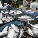 Kesadaran Orang Indonesia Makan Ikan Masih Sangat Rendah