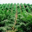Kebun Energi Non-Sawit Solusi Genjot Harga CPO