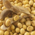 Importir Wajib Serap Kedelai Lokal 10 Persen