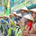 Prajurit TNI dan Warga Papua Panen Raya Sorgum