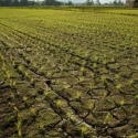 300 Hektar Sawah di Lamongan Terancam Gagal Panen