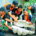 Temukan Fosil Kerang Raksasa di Atas Gunung