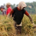 Daya Serap Bulog Rendah, Pemerintah Perlu Revisi Harga Beli