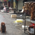 Festival Makan Daging Anjing 