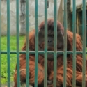 Menyedihkan, Ada Pengunjung Taman Margasatwa yang Lempar Rokok Menyala ke Orangutan
