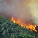 Tersangka Pembakar Hutan Harus Ganti Biaya Pemadaman Api