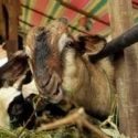 Kini Beli Kambing Kurban Bisa Dengan Cara Online