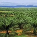 NGO Gunakan Isu Lingkungan untuk Habisi Sawit Indonesia