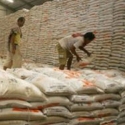 Impor Beras, Pemerintah Memukul Produksi Petani