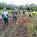 TNI dan Warga Lakukan Penanaman Padi Sistem jajar Legowo