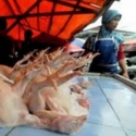 Harga Ayam Potong Dan Telur Merangkak Naik Jelang Natal