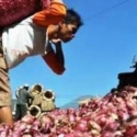 25 Ton Bawang Merah Selundupan Ke Aceh Dan Sumut Digagalkan