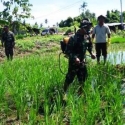 Prajurit TNI Bantu Petani Semprot Hama