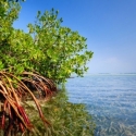 Target Rehabilitasi  400 Ha Mangrove Masih Kurang