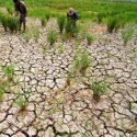 53 Ribu Lahan Pertanian Di Karo Gagal Panen