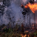 WWF: Tata Kelola Hutan Indonesia Masih Lemah