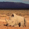 Tahun 2015, Hampir 1.200 Badak Afrika Selatan Diburu