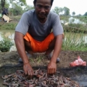 DKP Subang Selidiki Puluhan Ton Udang Mati Di Blanakan