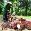 PP 24/2015 Hanya Mencekik Petani Sawit