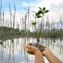Pemprov Bali Gencar Lestarikan Kawasan Hutan Mangrove