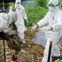 Tak Ada Ayam Keliaran Di Lapak Lebak Bulus V