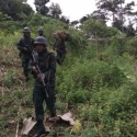 Lagi, Prajurit TNI Temukan Ladang Ganja di Papua