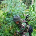 Satgas Pamtas Kembali Temukan Ladang Ganja Di Perbatasan RI-PNG