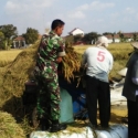 Babinsa Bantu Petani Panen Padi Di Mempawah