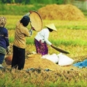 Pemerintah Nggak Mau Petani Jadi Jongos Lagi
