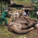 Pasca-Kematian Gajah Yani, Menteri Siti Didesak Evaluasi Izin KBB