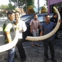 Polda Riau Bekuk Sindikat Perdagangan Gading Gajah Ilegal