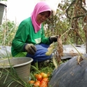 Harga Tomat Menyengat, Tengkulang Senang