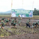 Prajurit TNI Ikut Turun Tanam Padi