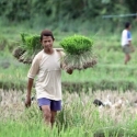 Bulog Bikin Petani Termiskinkan Secara Sistemik