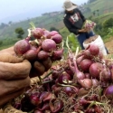 Bulog: Harga Bawang Terpantau Mencapai Rp 10 Ribu