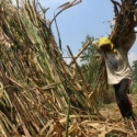 La Nina Berdampak Turunnya Produksi Gula