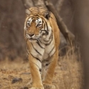 <i>Queen of Ranthambore</i> Mati Di Usia 19 Tahun