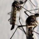 Hong Kong Konfirmasi Kasus Pertama Zika