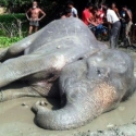 Hanyut Terbawa Banjir, Gajah Ini Berhasil Diselamatkan
