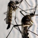 Zika Mewabah Di Singapura, Sederet Negara Ini Keluarkan <i>Travel Warning</i>