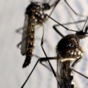 Singapura Konfirmasi 41 Kasus Zika