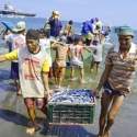 Data Lemah, Nelayan Banyak Yang Nggak Tahu Ada Asuransi