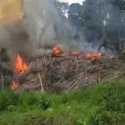 Kapolri Pastikan Jumlah Kebakaran Hutan Dan Lahan Menurun