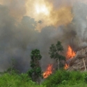Kebakaran Hutan Dan Lahan Perlu Penanganan Serius
